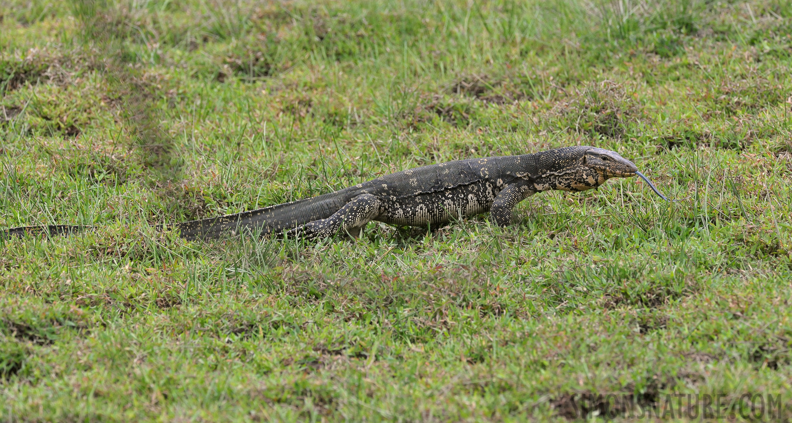 Varanus salvator salvator [400 mm, 1/1000 Sek. bei f / 8.0, ISO 2500]